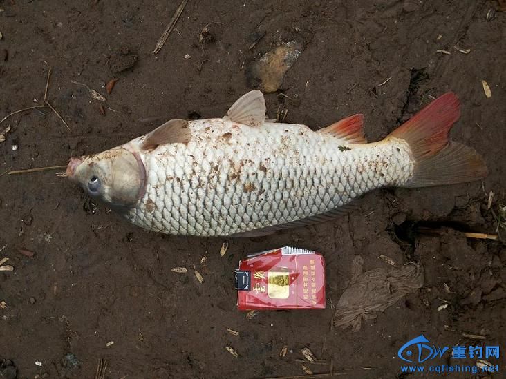 初春野钓 猴子洞钓获鲫鱼翘嘴