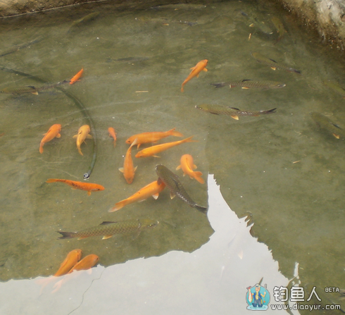 钓鱼达人浅谈夏季钓鱼简单要领