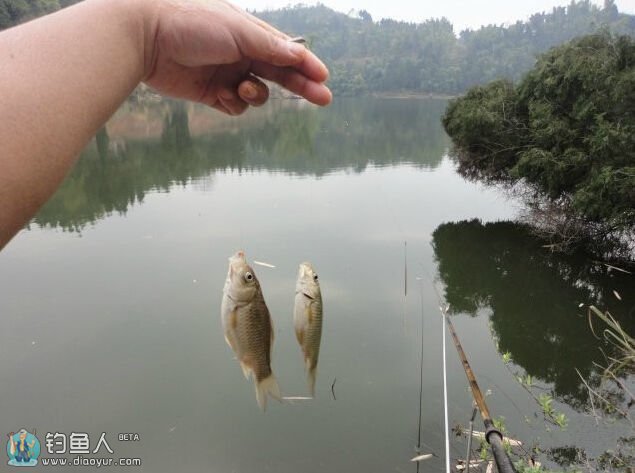 春季钓鲫鱼的天时地利与钓法技巧鱼饵