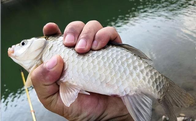 鱼集聚在深水还是在浅水？它的肤色就是密码，这办法四季通用