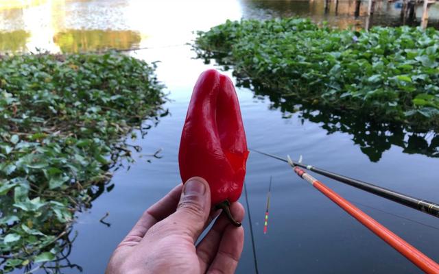 常钓淡水鱼最讨厌的三种味道，闻到后会逃离，用饵时要注意