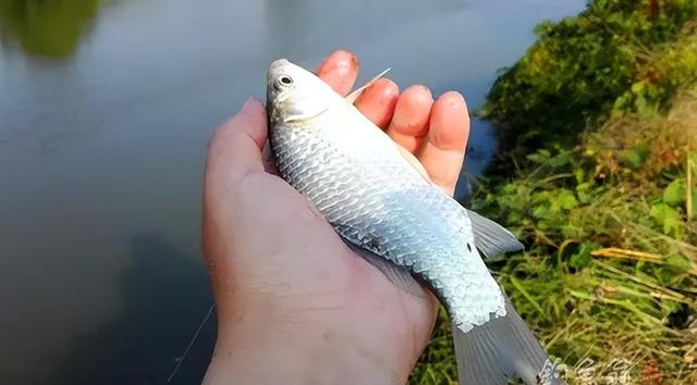 到达陌生钓场，如何快速判断使用的饵料味型？准确率还挺高