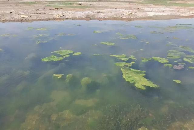 钓鱼谚语：“水底青苔多，钓鱼没汤喝”是什么意思？有道理吗