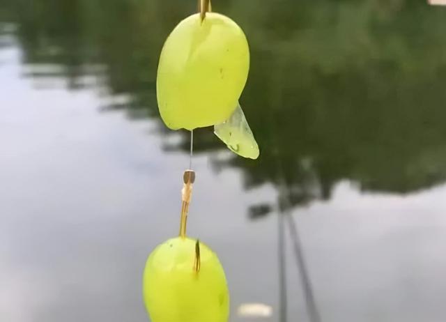 从苍耳钓鱼说起，盘点那些十钓九空的“神饵”，你上过当吗？