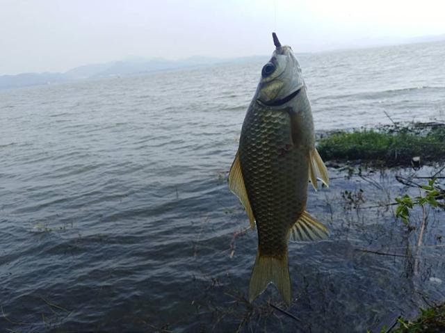 掌握这些作钓技巧，想钓大鲫鱼也没想象的那么难！