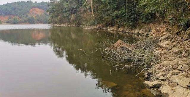 夏季鲢鳙怎么钓？掌握鱼情、水情、钓深、钓浅等