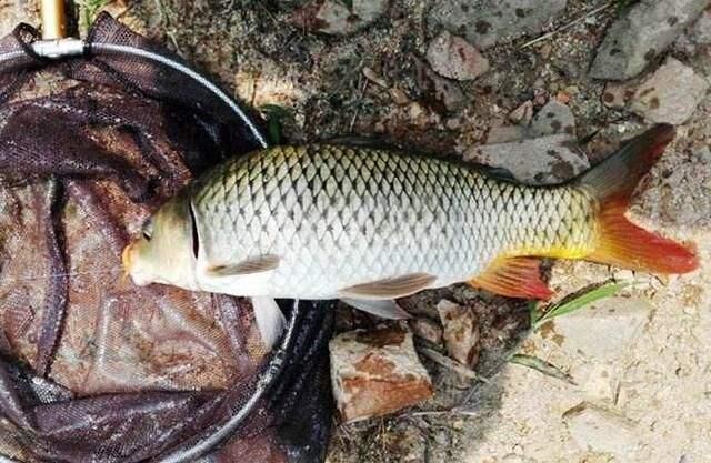 这几种情况，鲤鱼分分钟教育你，中钩了也提不上岸