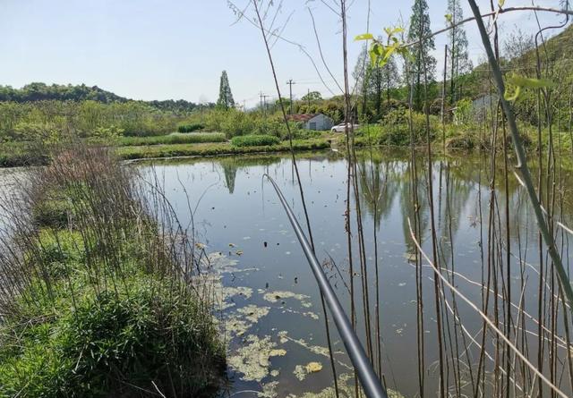 荒废藕塘垂钓鲫鱼，先找出难点再对应施钓