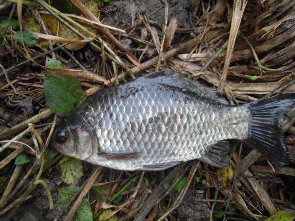 野河沟里钓野生鲫鱼，吃起来却有股煤油味是为什么