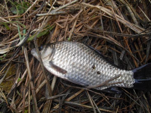 野河沟里钓野生鲫鱼，吃起来却有股煤油味是为什么