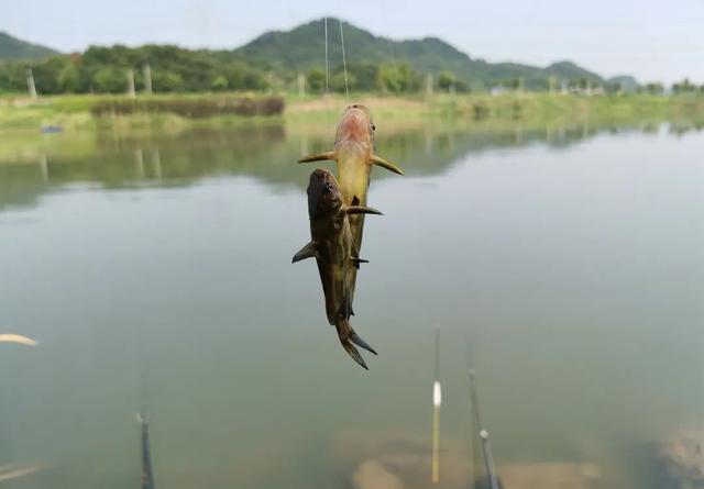 钓昂刺鱼就该钓钝？换个角度看待调漂问题吧