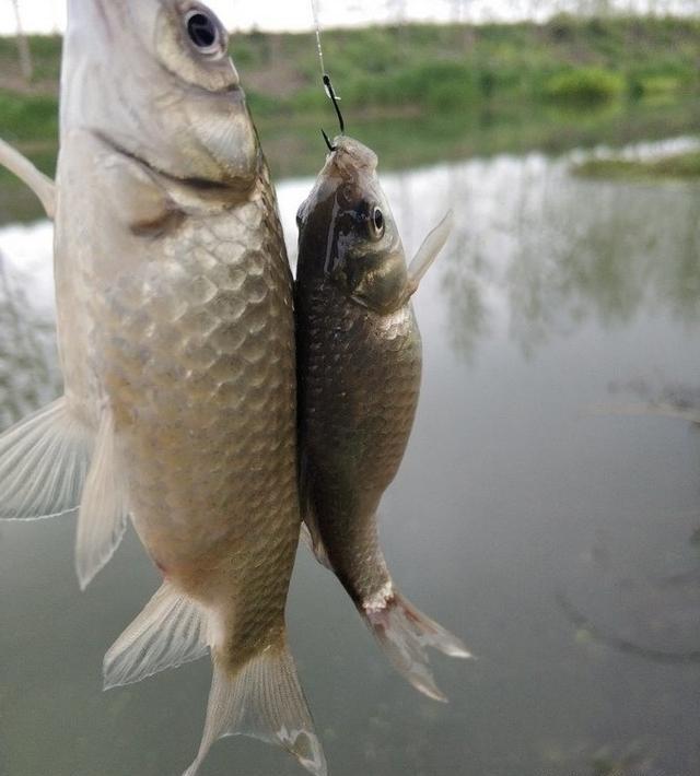 野河短竿抽钓，拉饵离底滑钓鲫鱼，30多条鲫鱼连竿咬钩