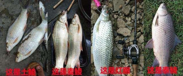 泰鲮、麦鲮凭什么把土鲮坑了？就凭你不认识它