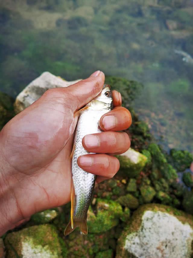 马口鱼怎么钓？比如蚂蟥钓法、苍蝇钓法、虾饵钓法等