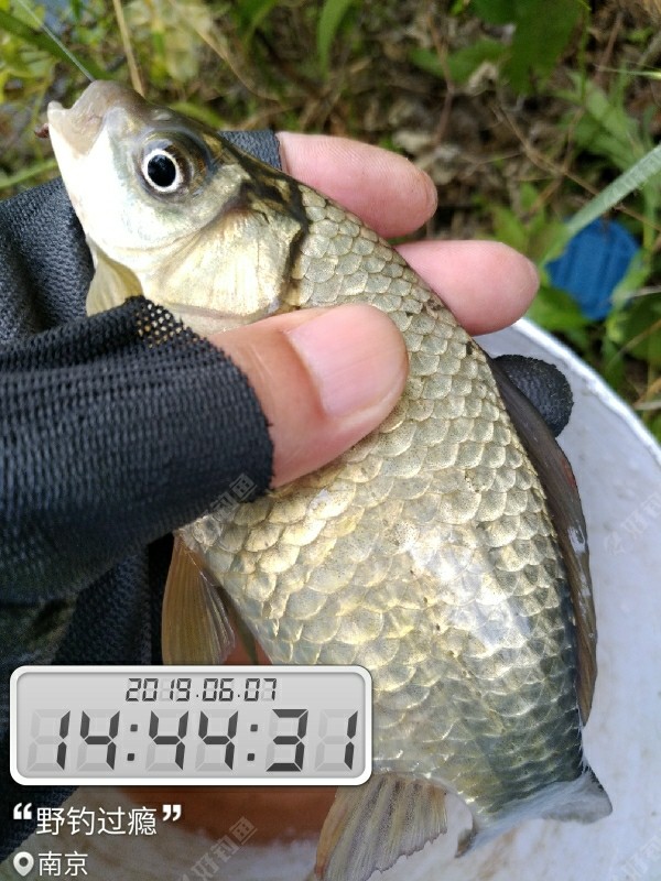 浅谈夏天拉白条的一些作钓体验