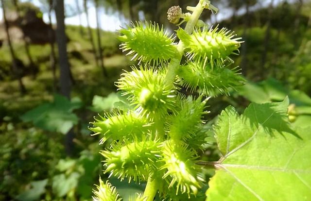 钓友们到户外钓鱼，遇到这4种野生植物最好别“招惹”，有毒