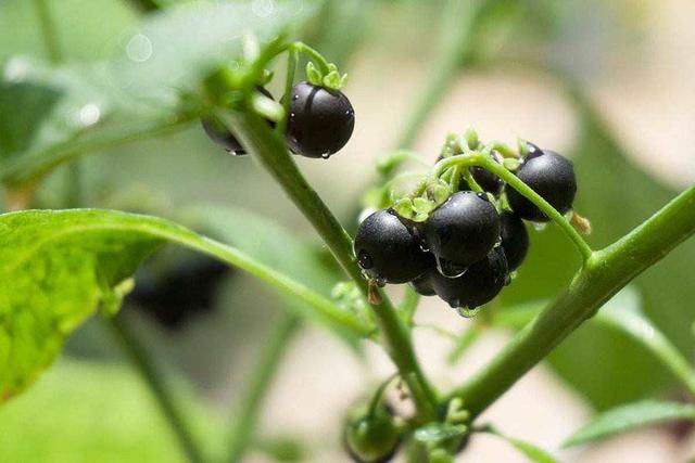 钓友们到户外钓鱼，遇到这4种野生植物最好别“招惹”，有毒