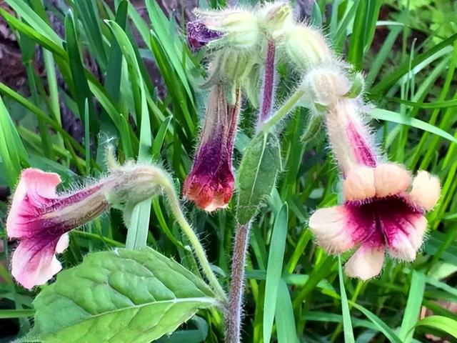 钓友们到户外钓鱼，遇到这4种野生植物最好别“招惹”，有毒