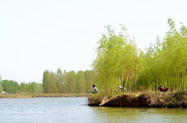 别人说的“油菜花儿开，钓鱼爆护来”，咋不灵验呢？原因有三点