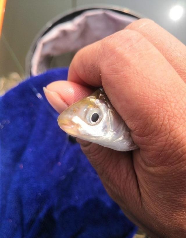 长江钓鱼，野钓鳊鱼分析教学，钓获20多斤野生鳊鱼和鲫鱼