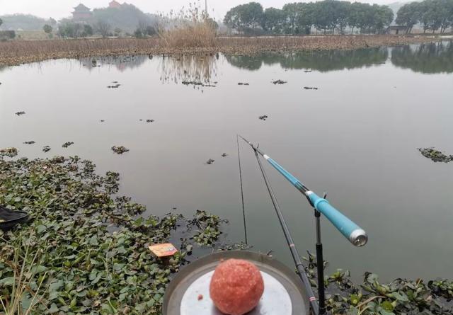 如何在藕塘钓鲫鱼？结合生活规律，谈选位与做窝