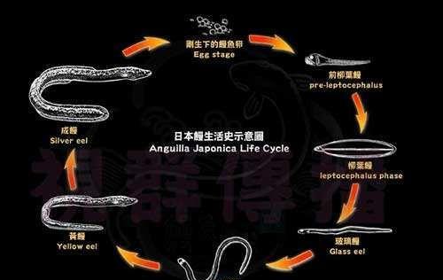 寿命50年的鳗鱼，产卵一次便死亡，要如何钓