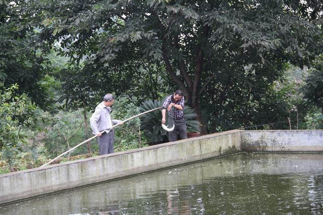 只要窝子打得对路子，连蚯蚓都能钓上来草鱼