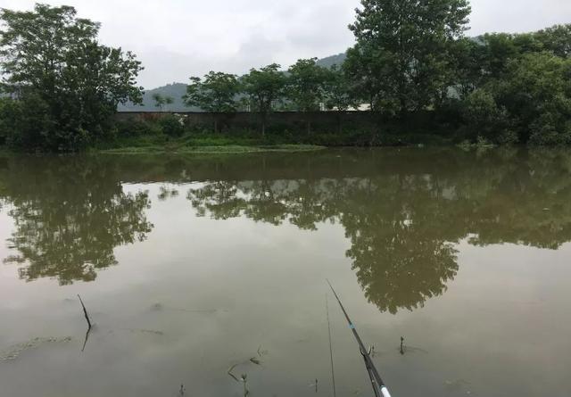 如何春天里寻找黄辣丁？大雨后，守住这些位置有惊喜