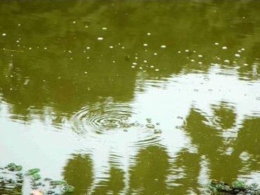 河道经常发现狡猾甲鱼露出水面，要怎么钓上岸