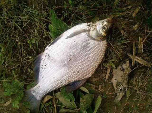 鳊鱼嘴馋属于傻鱼，分享一种特效饵和三种钓法