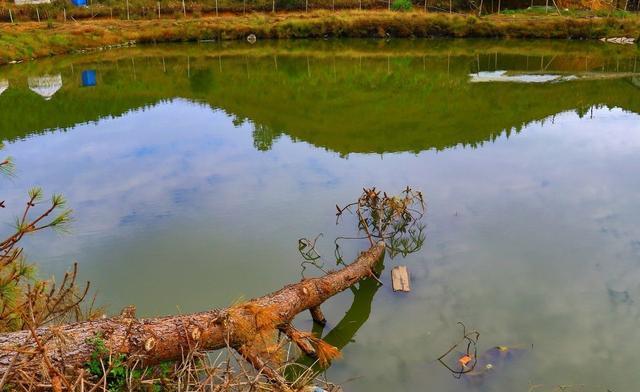 冬季如何钓起鲢鳙？低温钓鲢鳙的2大核心3个基础