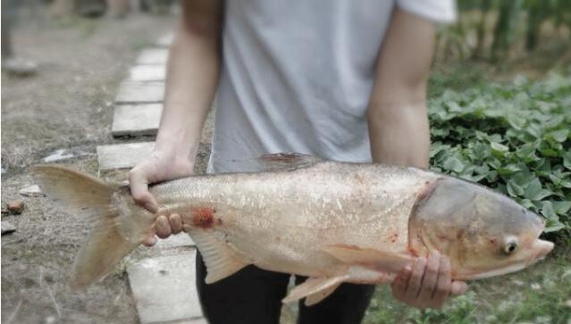 冬天鲢鳙好钓吗？好钓鱼告诉你