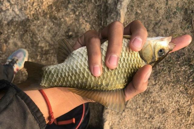 在寒冷的冬季，用虫饵作钓大鲫鱼的3个方法