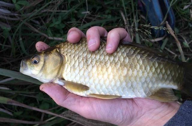 深秋钓鲫鱼子线多长？饵料蚯蚓红虫这种长度合适吗