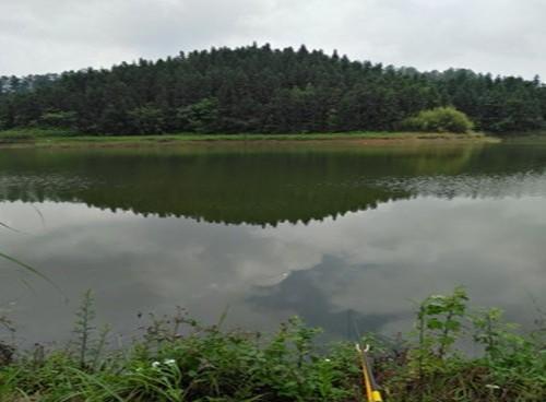 水库常有大青鱼，解析水库野钓青鱼4大技巧