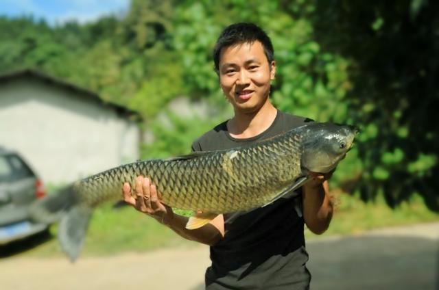 草鱼可以这样钓，效果绝对杠杠的