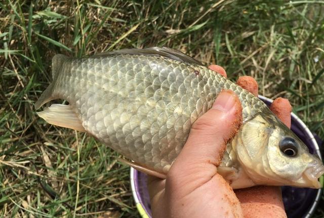 秋天野钓鲫鱼，选择钓位和饵料与调钓技巧总结