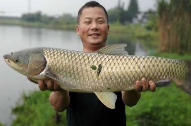 白露一过，钓草鱼的钓组、选钓位与窝饵选择