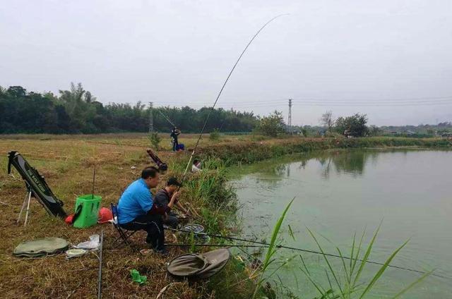 秋钓鲤鱼宁可不用小药，也要试用这三个制胜妙招