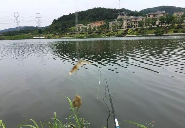 钓鳜鱼要牢记三活，只要方法得当，它比鲫鲤更好钓