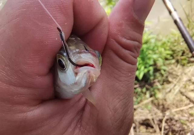 小鲫鱼该如何浮钓？只需要做好这3点即可