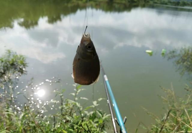 小鲫鱼该如何浮钓？只需要做好这3点即可