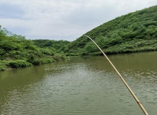 野生鲤鱼生性狡猾难钓，老钓友教你两招解决