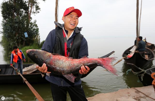 钓鲢鳙的习性、线组搭配、钓点选择和饵料配方