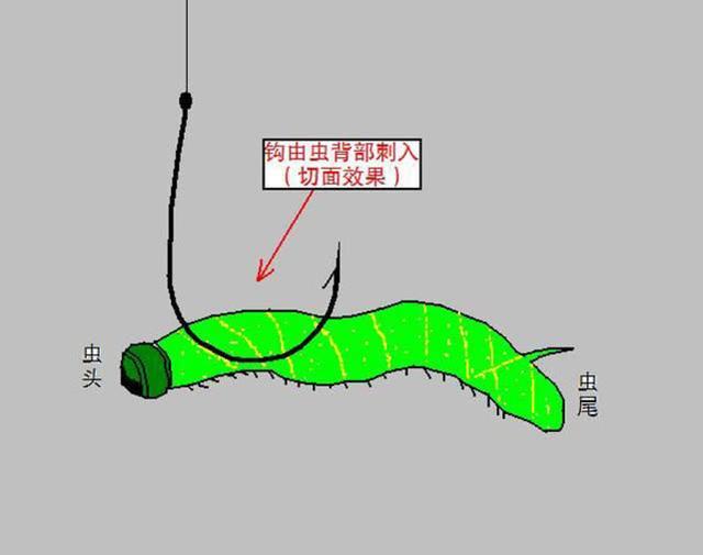 钓鲶鱼的四种动物荤饵，的实用技巧