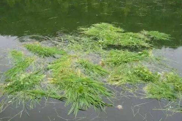 钓草鱼的玉米、海竿、水草钓法，多年实用总结