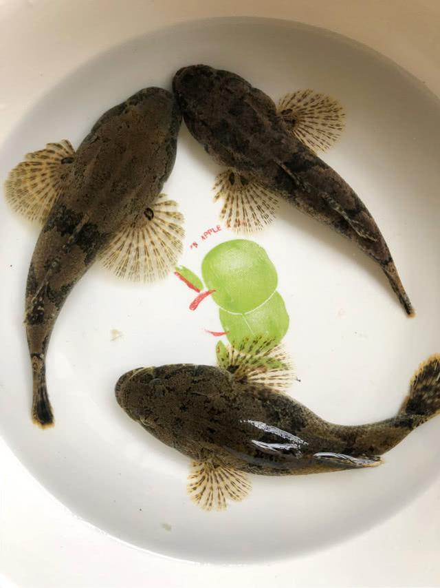 沙塘鳢的钓法与介绍，堪称水中小霸王