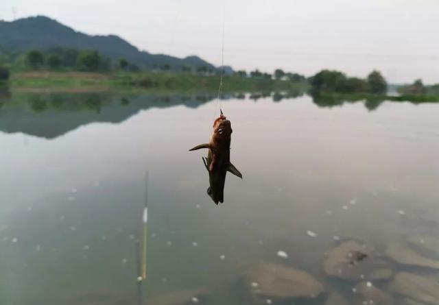 野钓黄颡鱼的一点心得，我么要调的灵敏一些