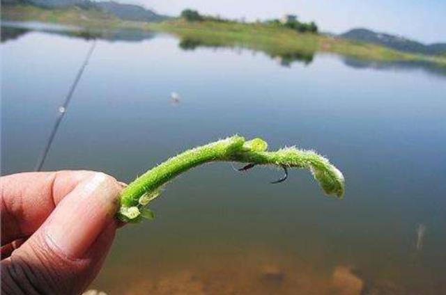 大草鱼狡猾又难钓，只要我有这诱钓招式