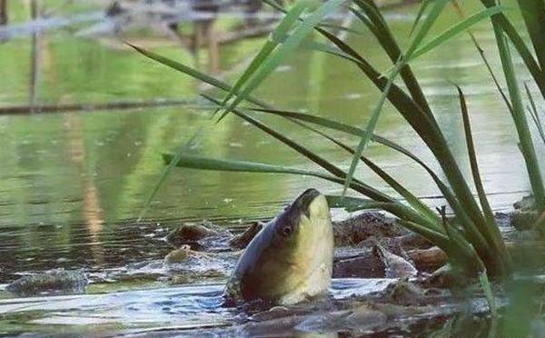 夏季钓草鱼，钓位应该选这些